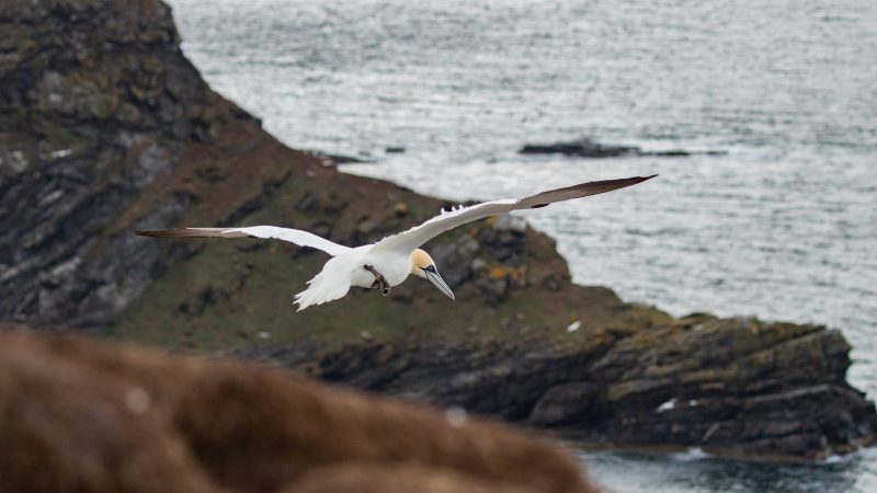 scotland seabirds