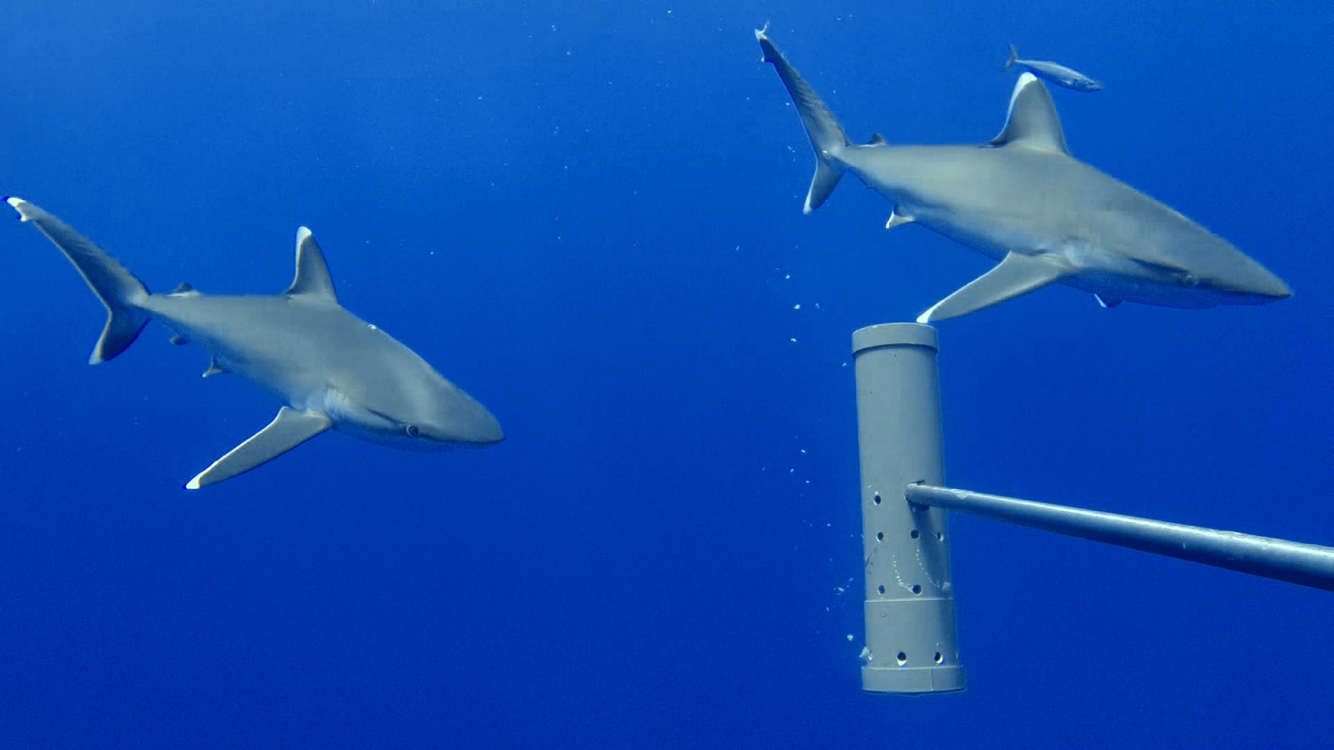 Global Ocean Wildlife Analysis Network