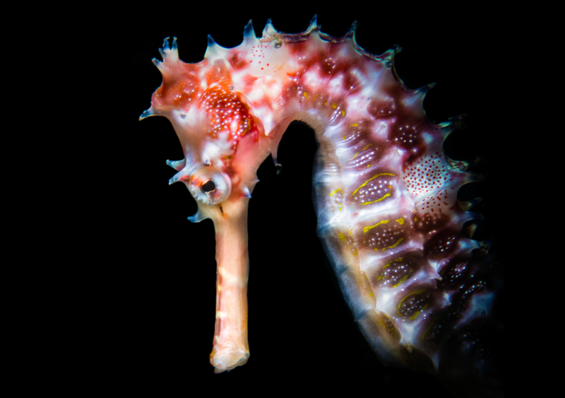 Issue 18, Oceanographic Magazine, Nadia Aly