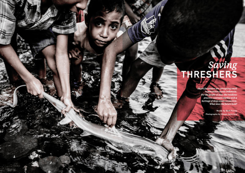 Issue 18, Oceanographic Magazine, Thresher sharks, Shawn Heinrichs