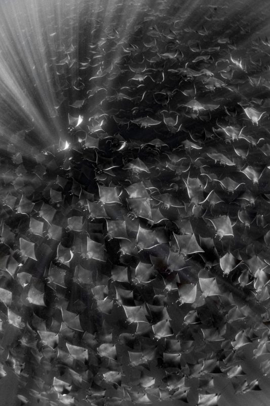 Ocean Photography Awards Nadia Aly