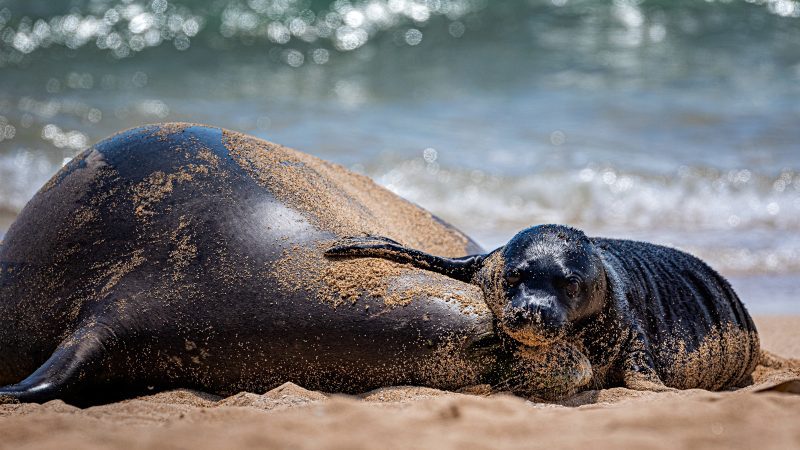 Lōli’i monk seal pup