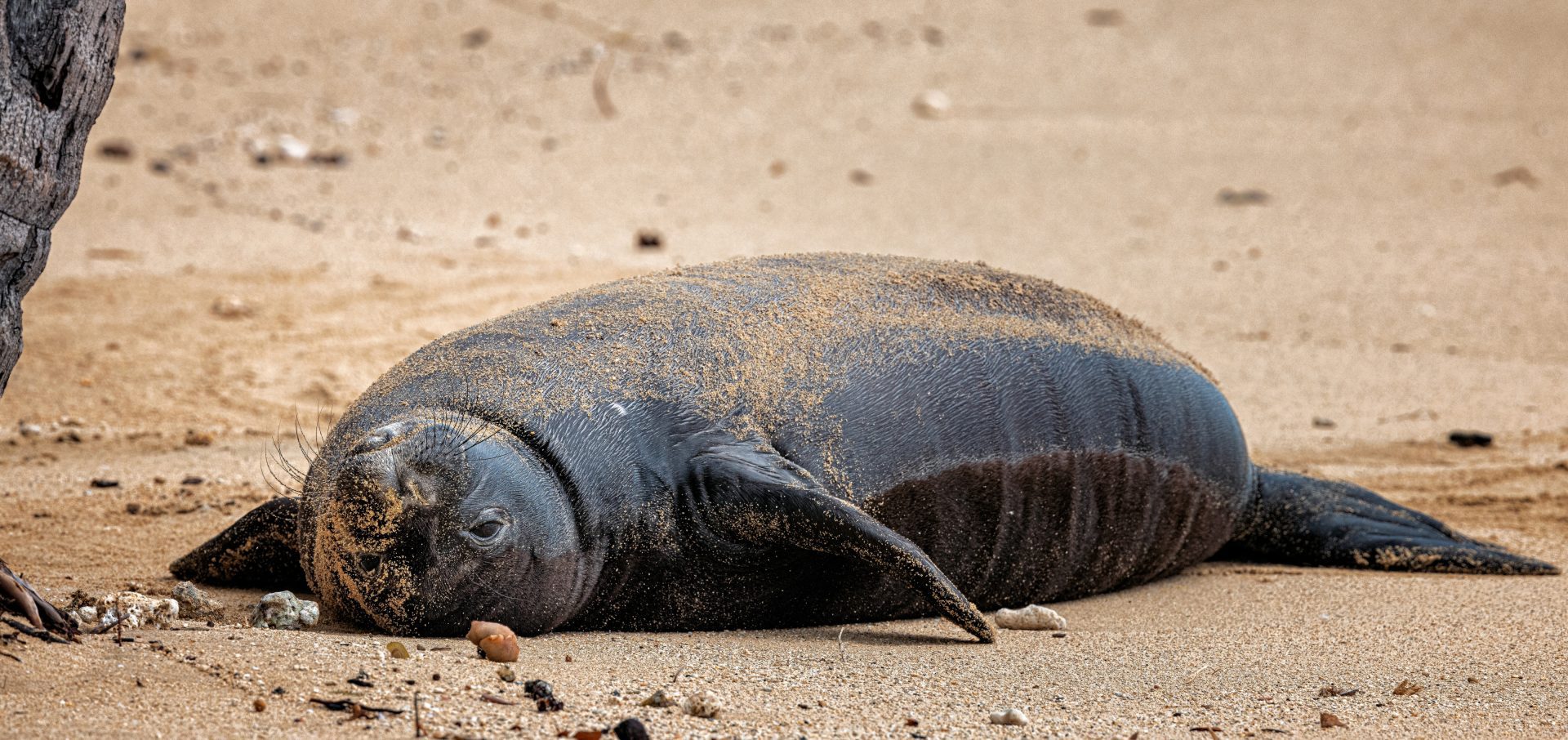 seal and pup