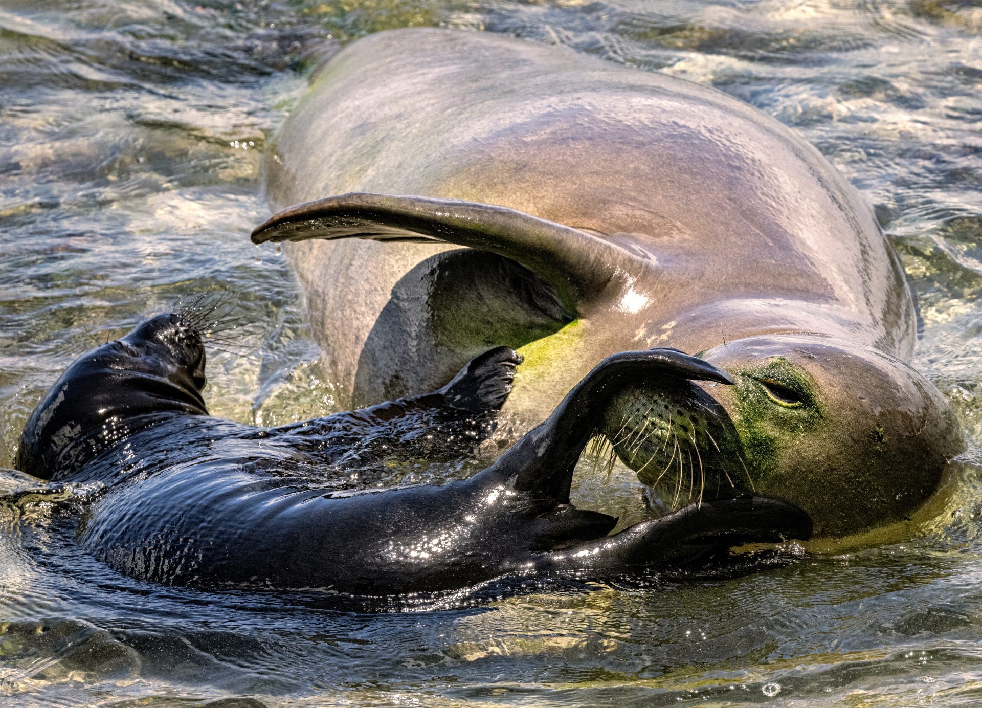 hawaiian monk seal