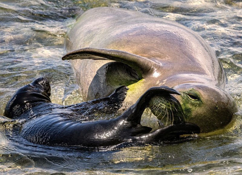 hawaiian monk seal