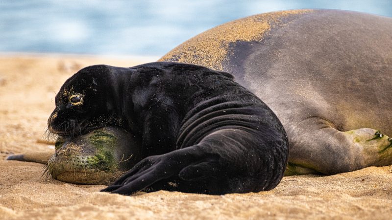 hawaiian monk seal