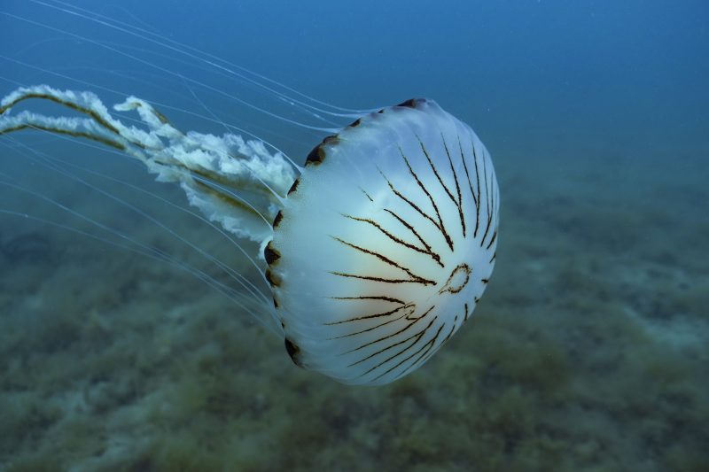 Compass jelly in Wales