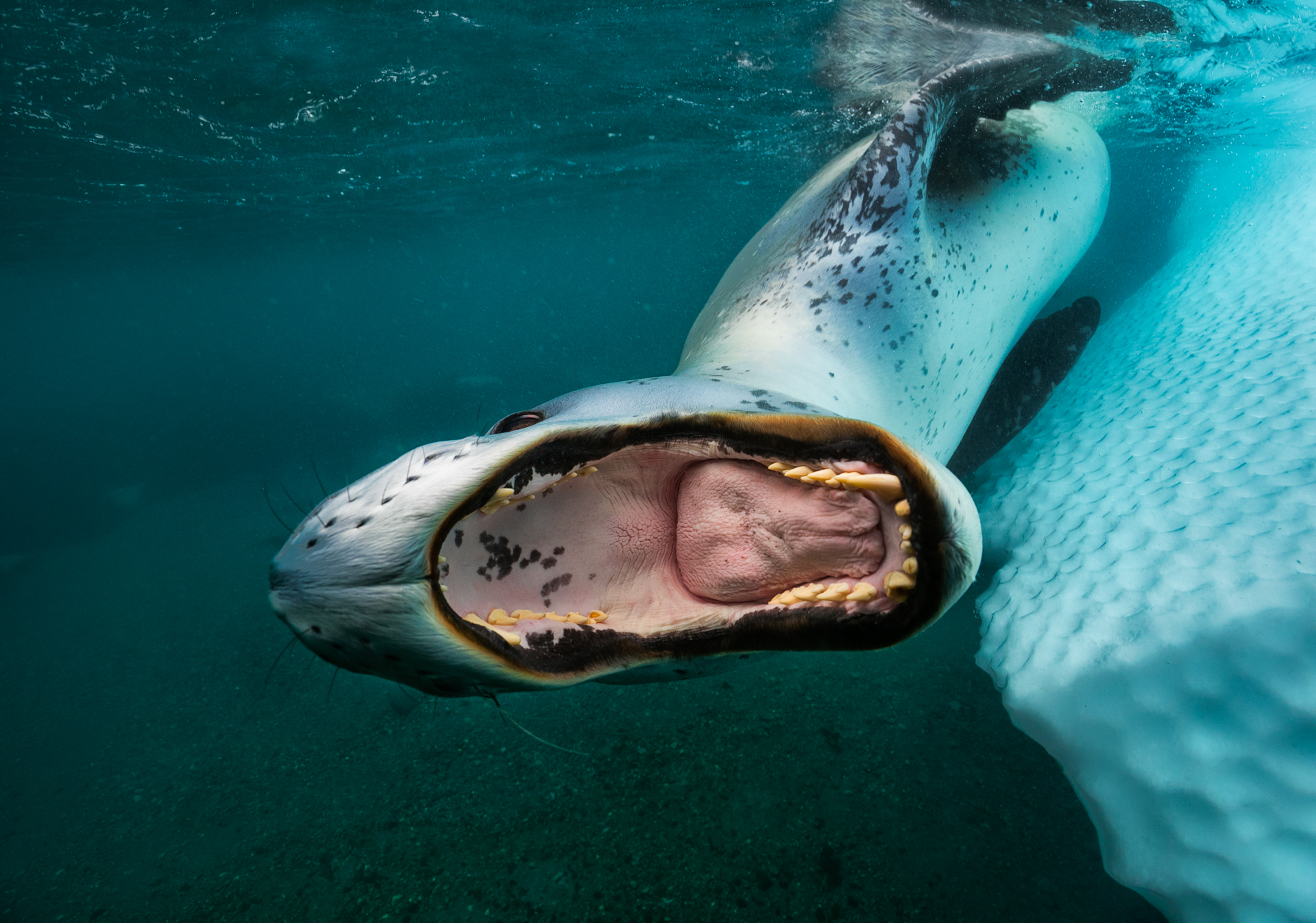 Antarctica, CCAMLR, Paul Nicklen