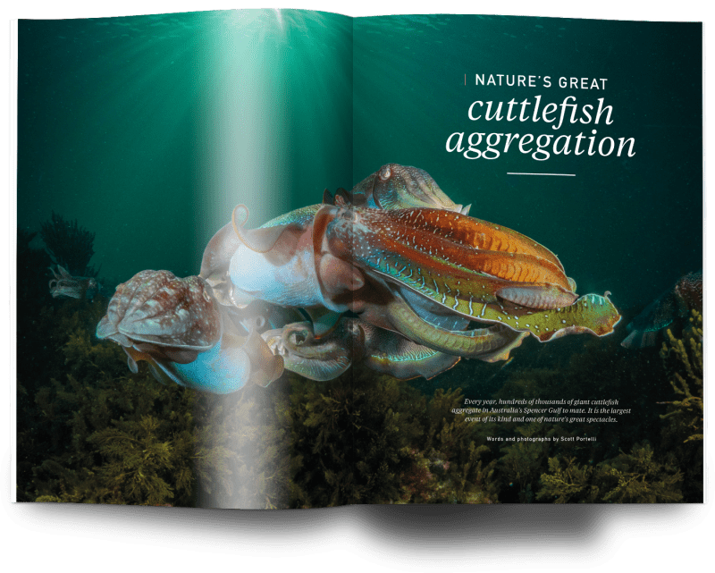 Giant cuttlefish Australia