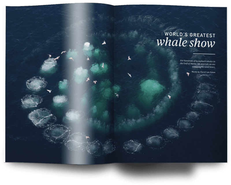 Issue 21, Oceanographic Magazine, whales, Maine
