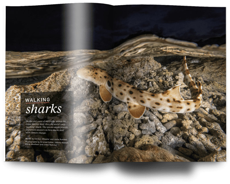 Issue 21, Oceanographic Magazine, Australia, Walking sharks