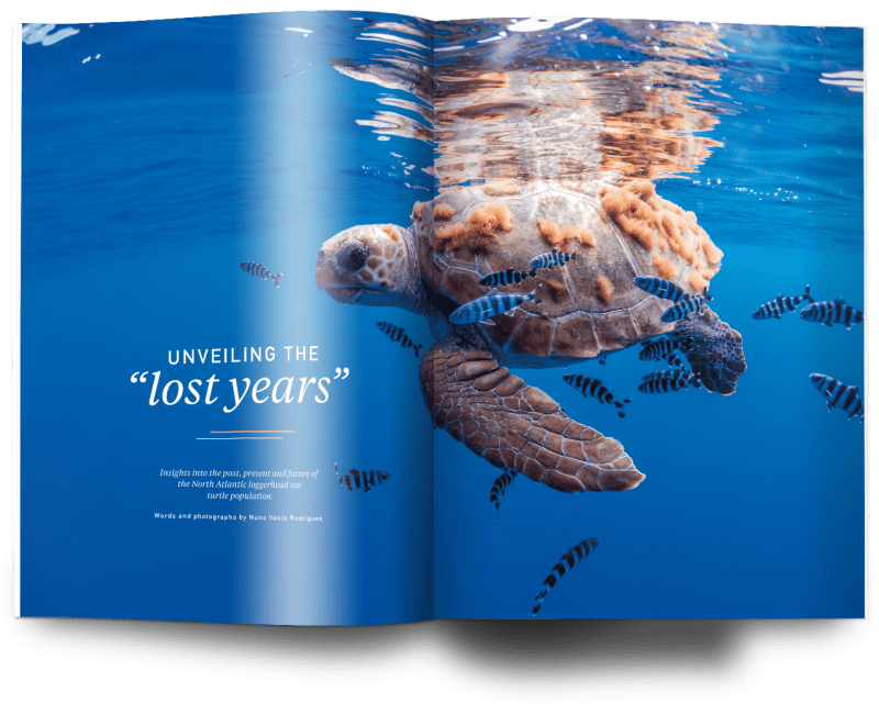 Azores, turtles, Oceanographic Magazine issue 22