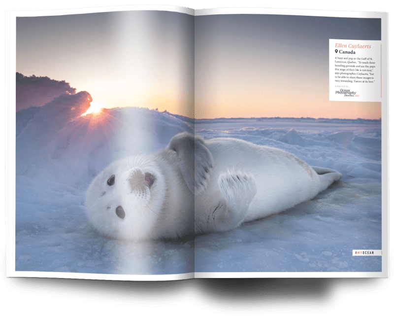 Ellen Cuylaerts, harp seal pup, Canada