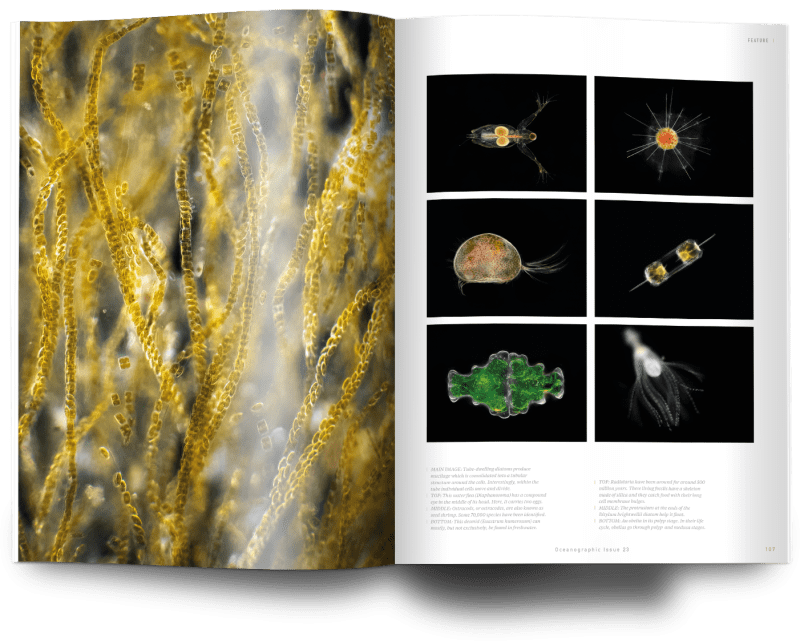 Plankton, Oceanographic Magazine