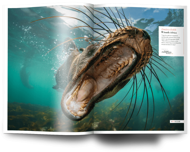 Oceanographic, Issue 23, cape fur seal, Dmitry Kokh