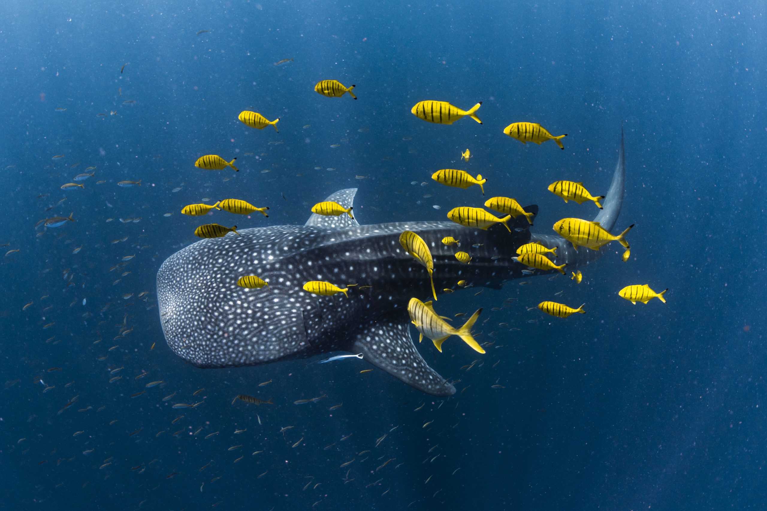 Golden_Shark-scaled