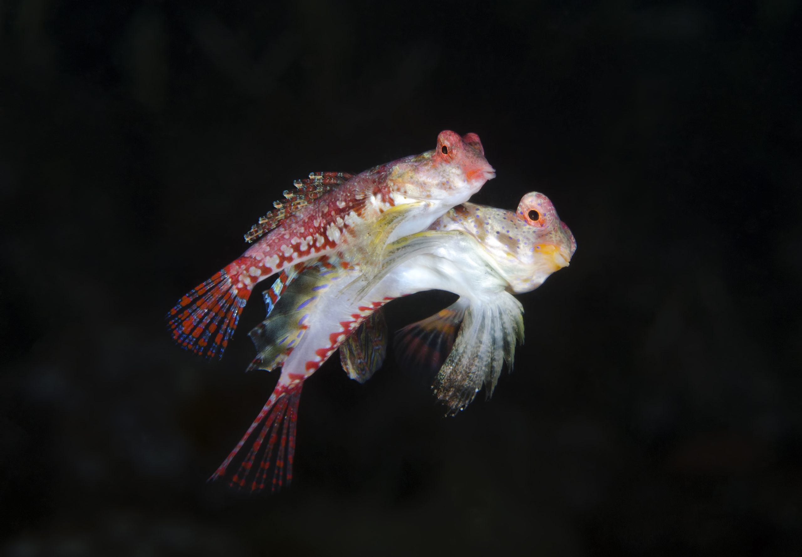 SKovacs_portfolio_7-scaled