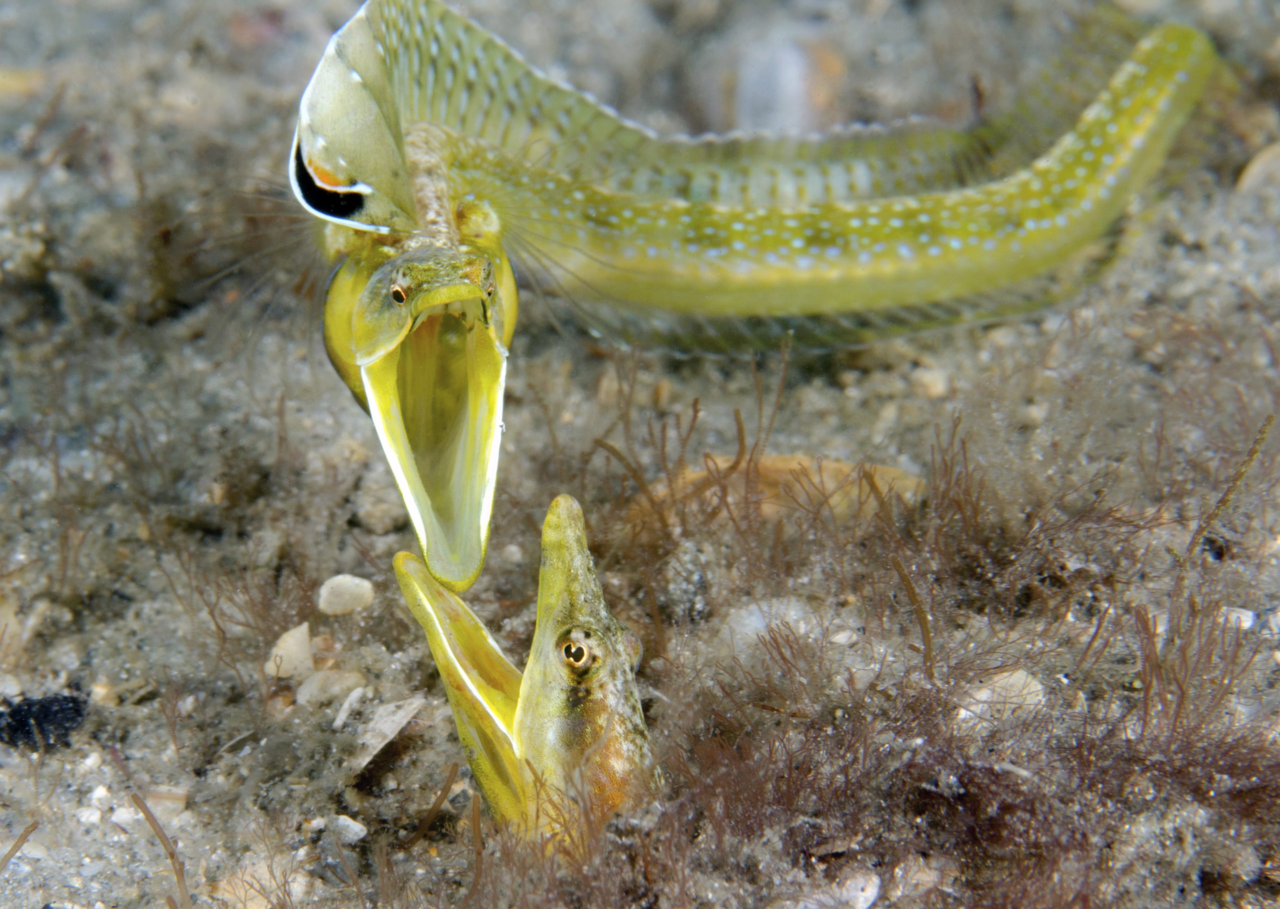 SKovacs_portfolio_2-scaled