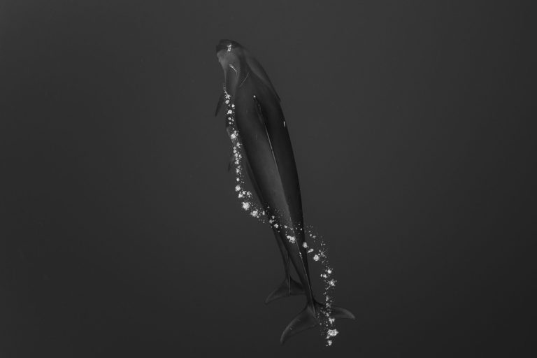 OPY fineart scaled