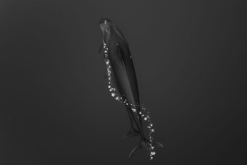 OPY fineart scaled