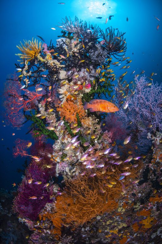 OPY conservation hope scaled