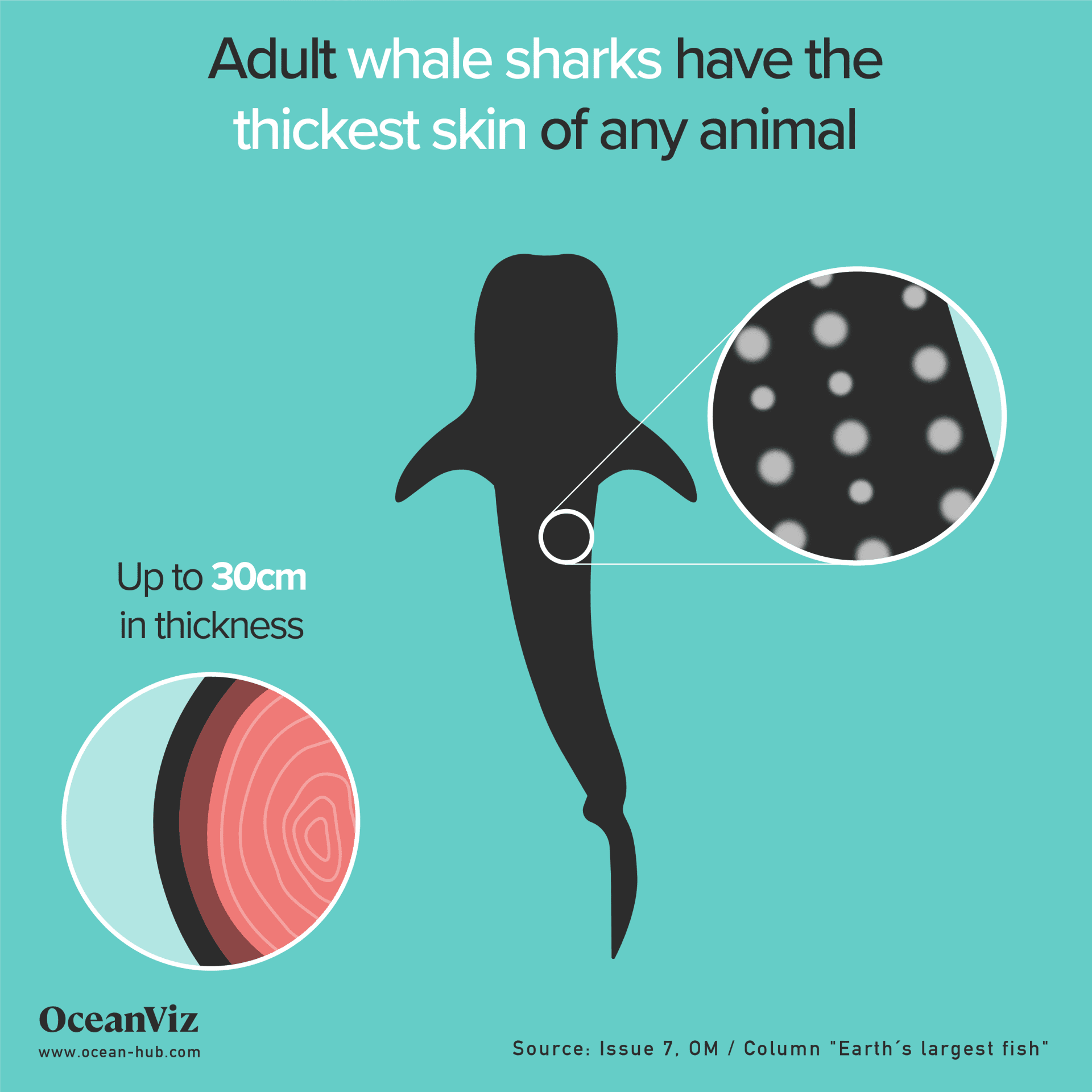 Whale shark skin thickness