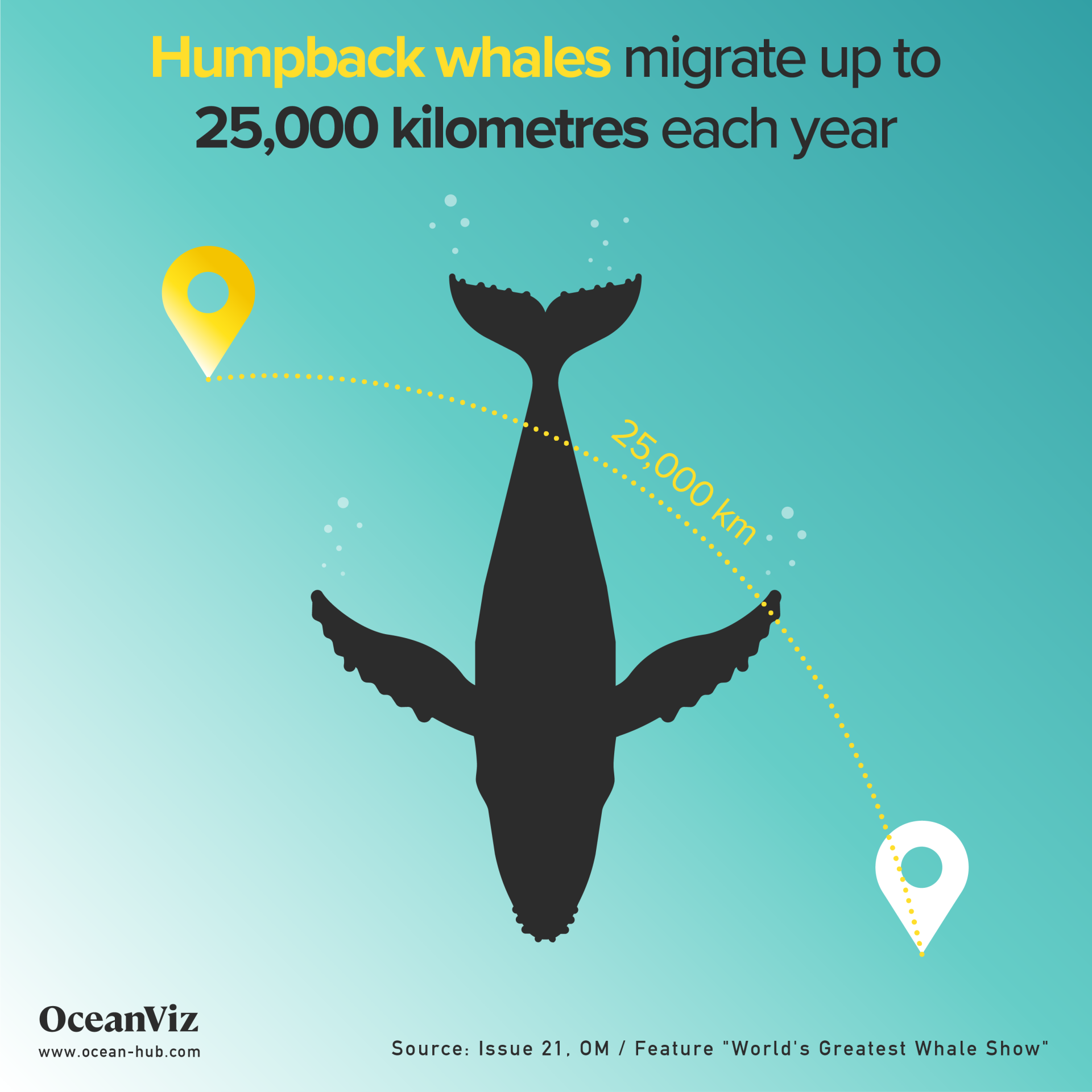 Humpback whale migration