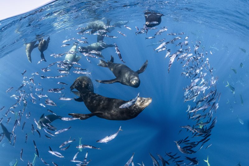 SiR_Mexico_Sea_Lions-28