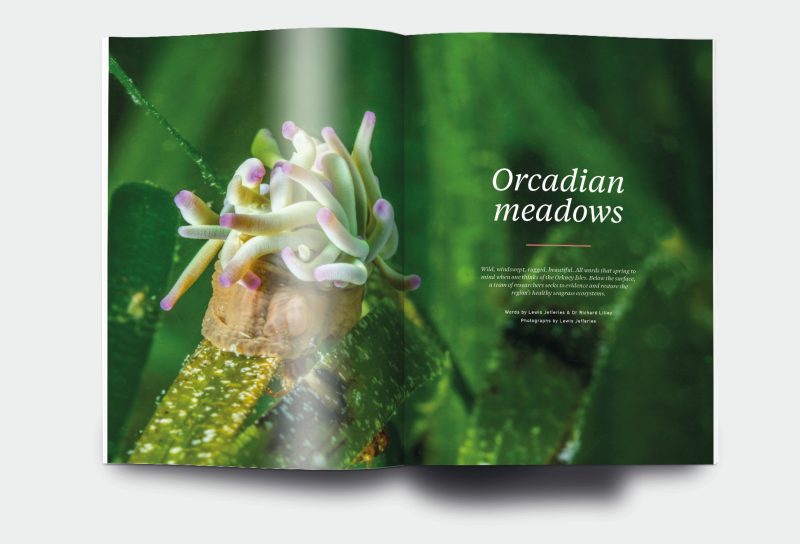 OM_website_ISSUE29_4