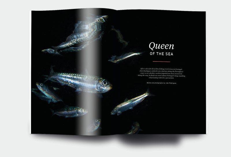 OM_website_ISSUE31_1