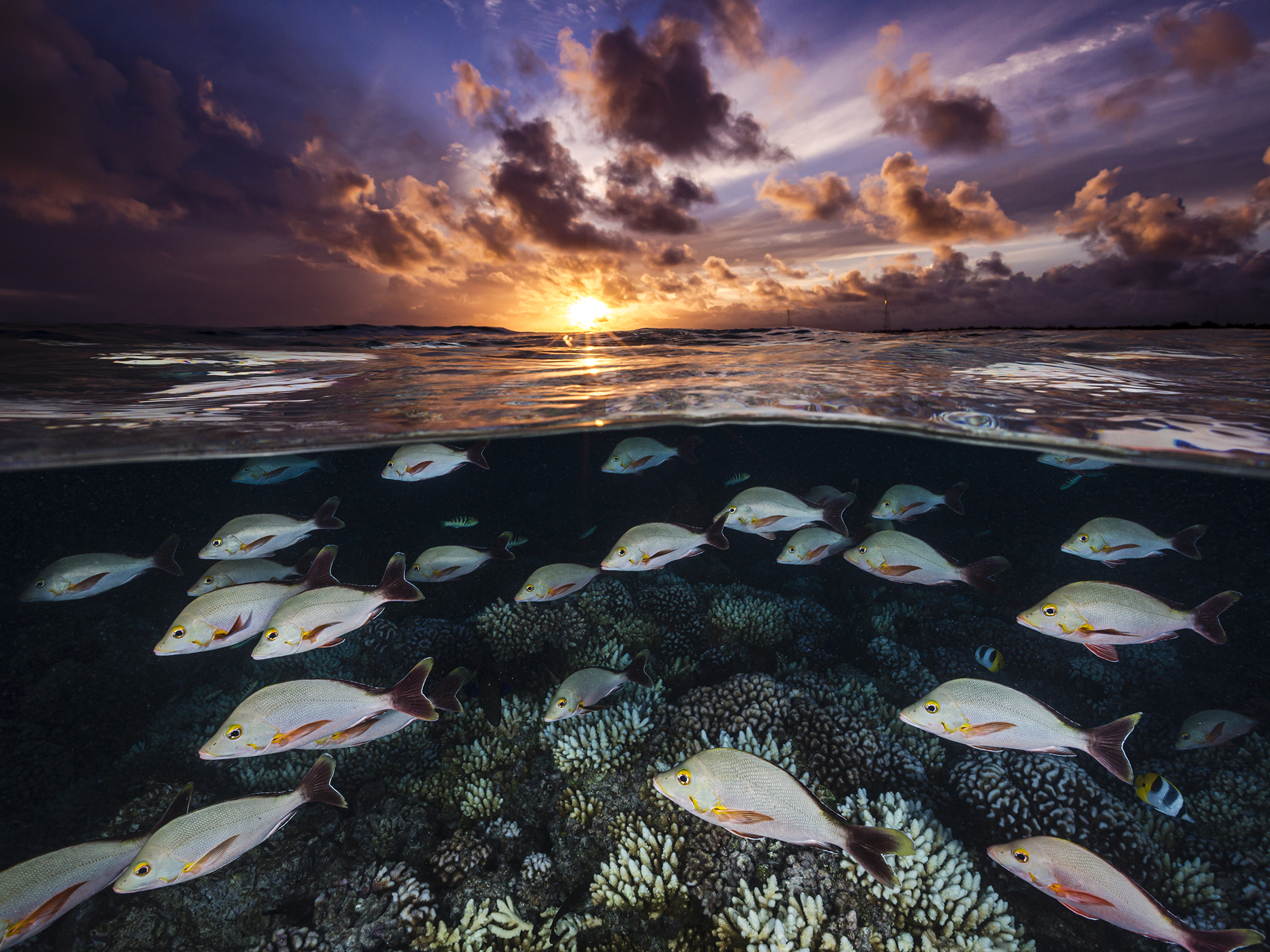 Snapper Sunset