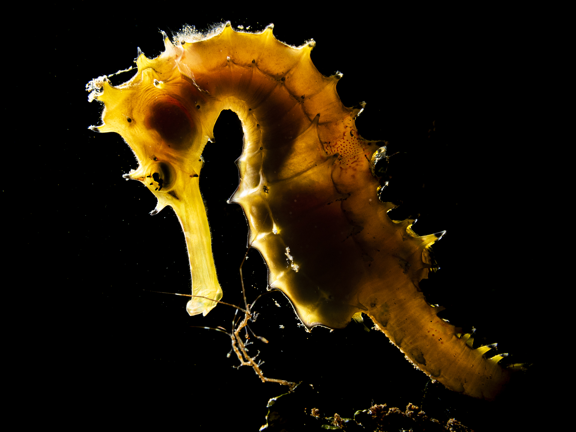 Seahorse Dinner Friend