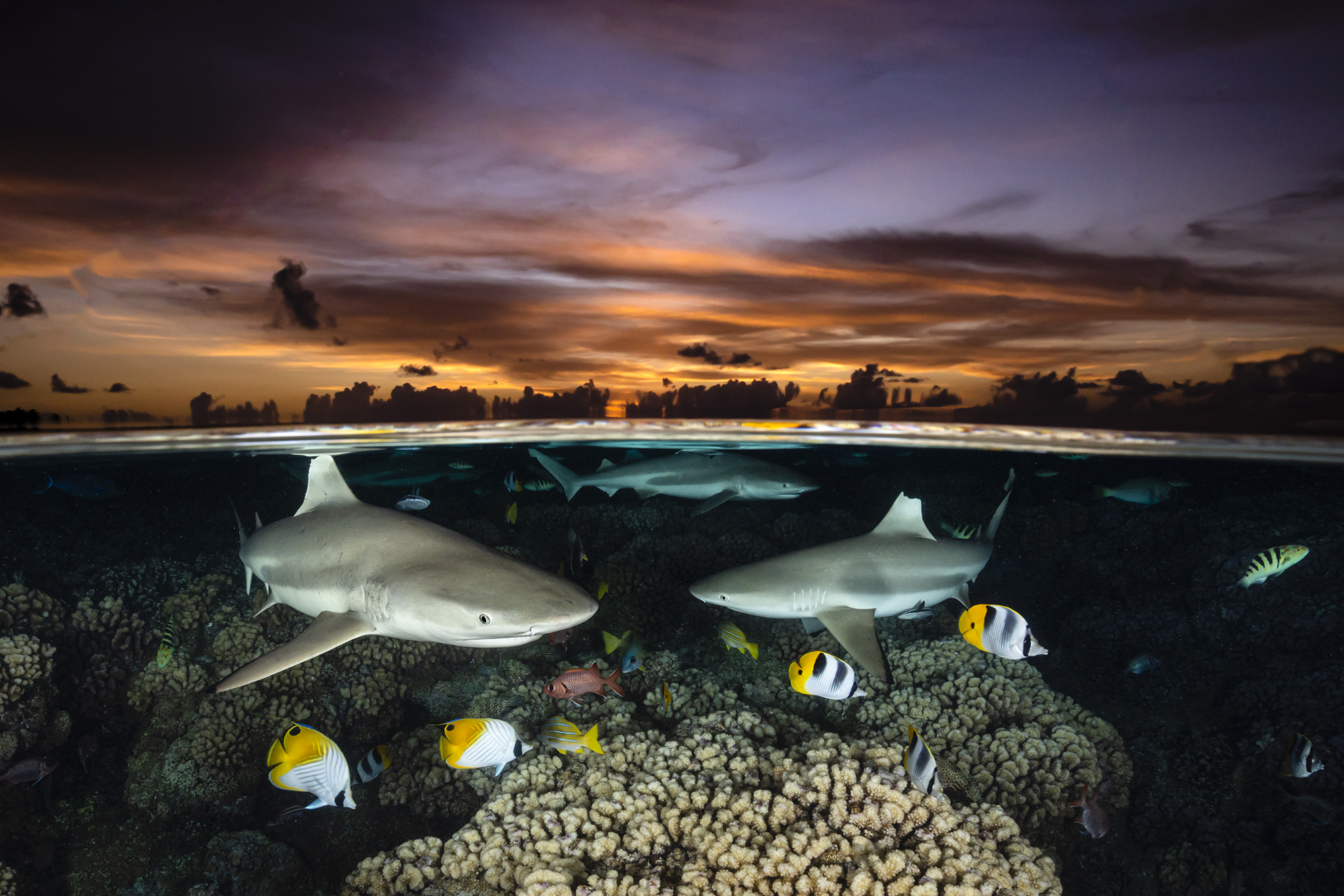 Shark Trio