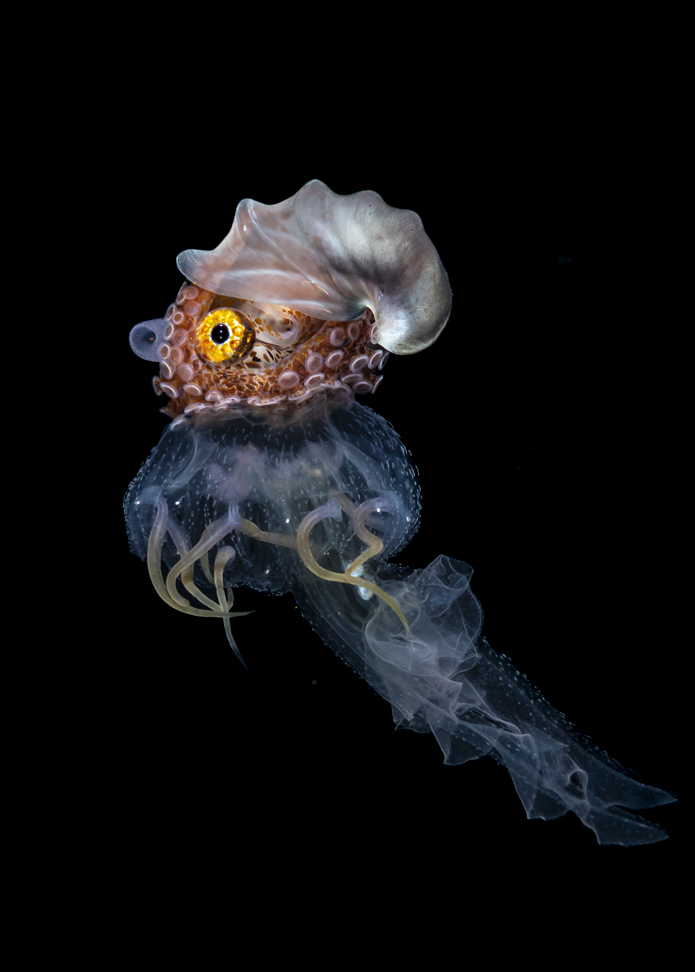 Paper Nautilus Rider