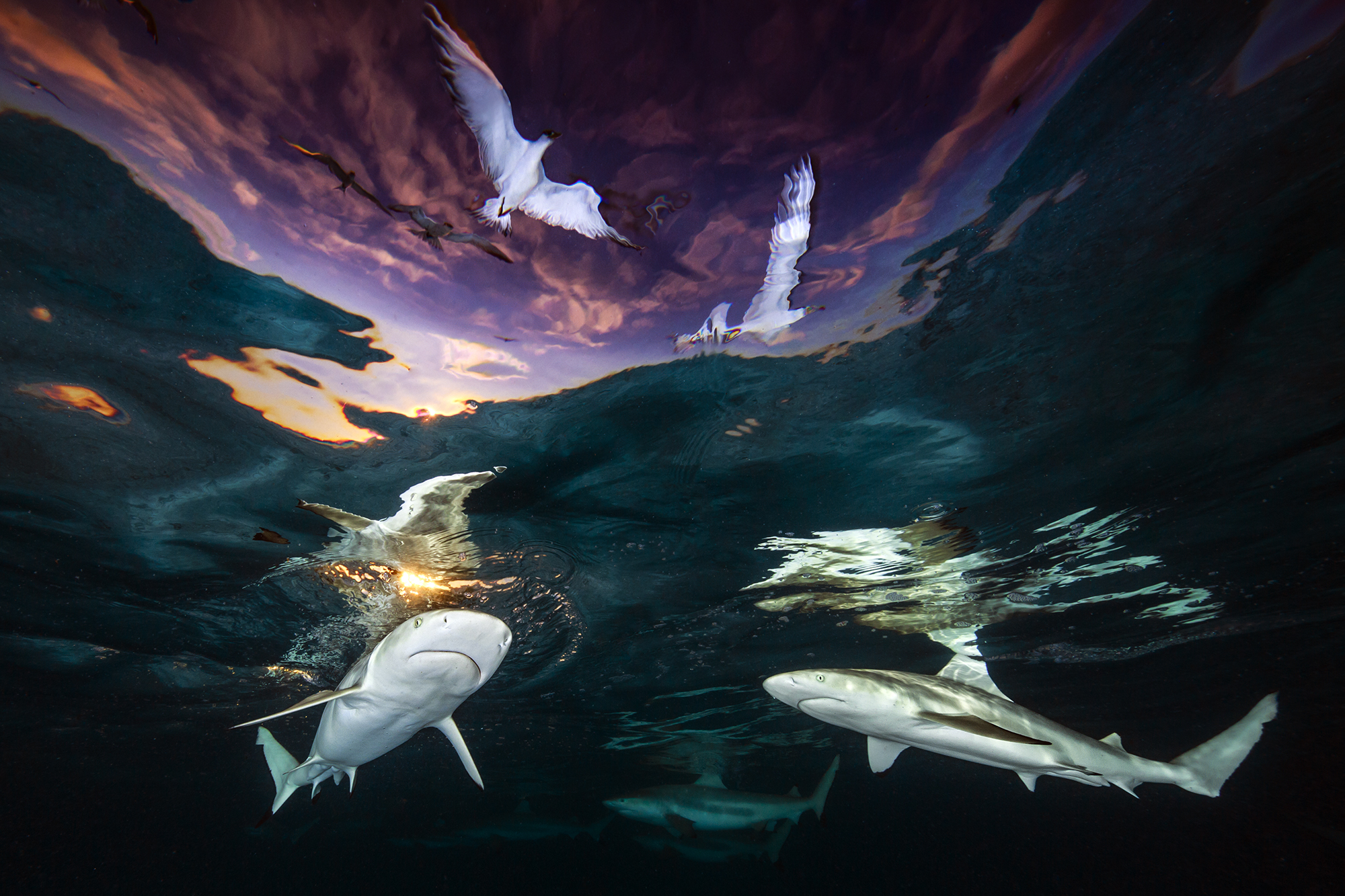 Sharks' Skylight